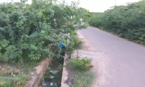 முள் செடிகள் ஆக்கிரமிப்பு முள் செடிகள் ஆக்கிரமிப்பு