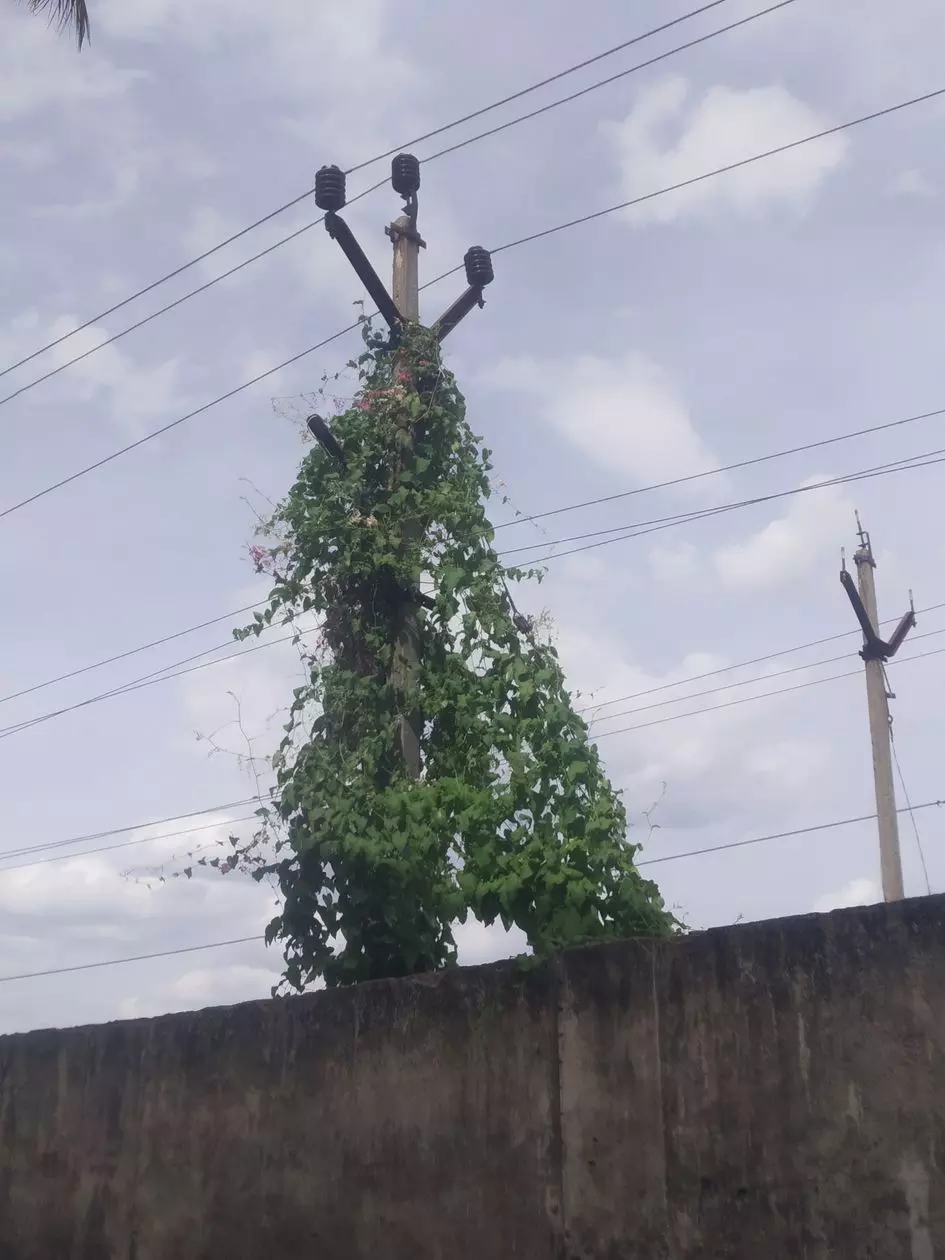 மின்கம்பத்தில் வளர்ந்த செடிகள்