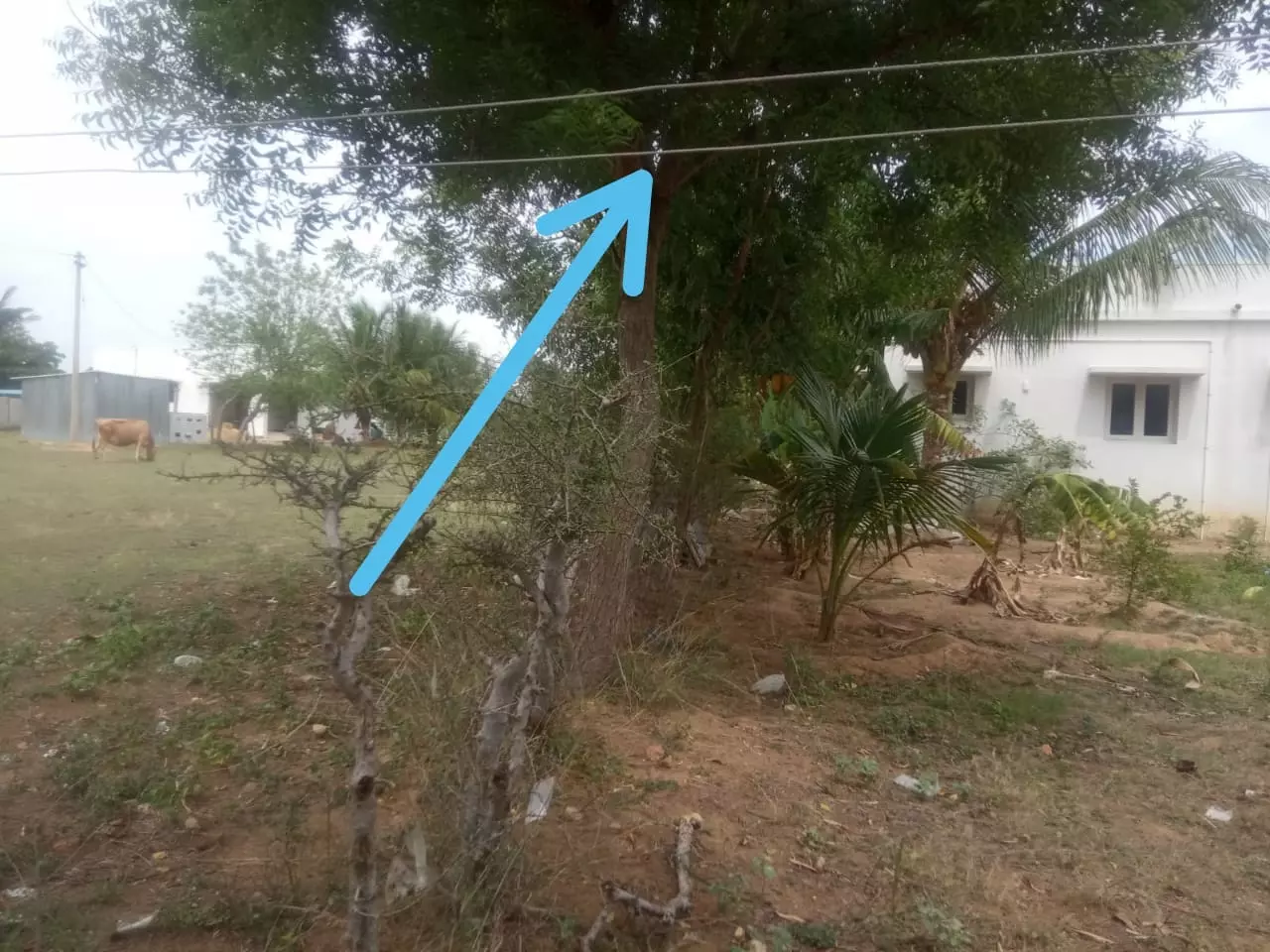 தாழ்வாக செல்லும் மின்கம்பி தாழ்வாக செல்லும் மின்கம்பி