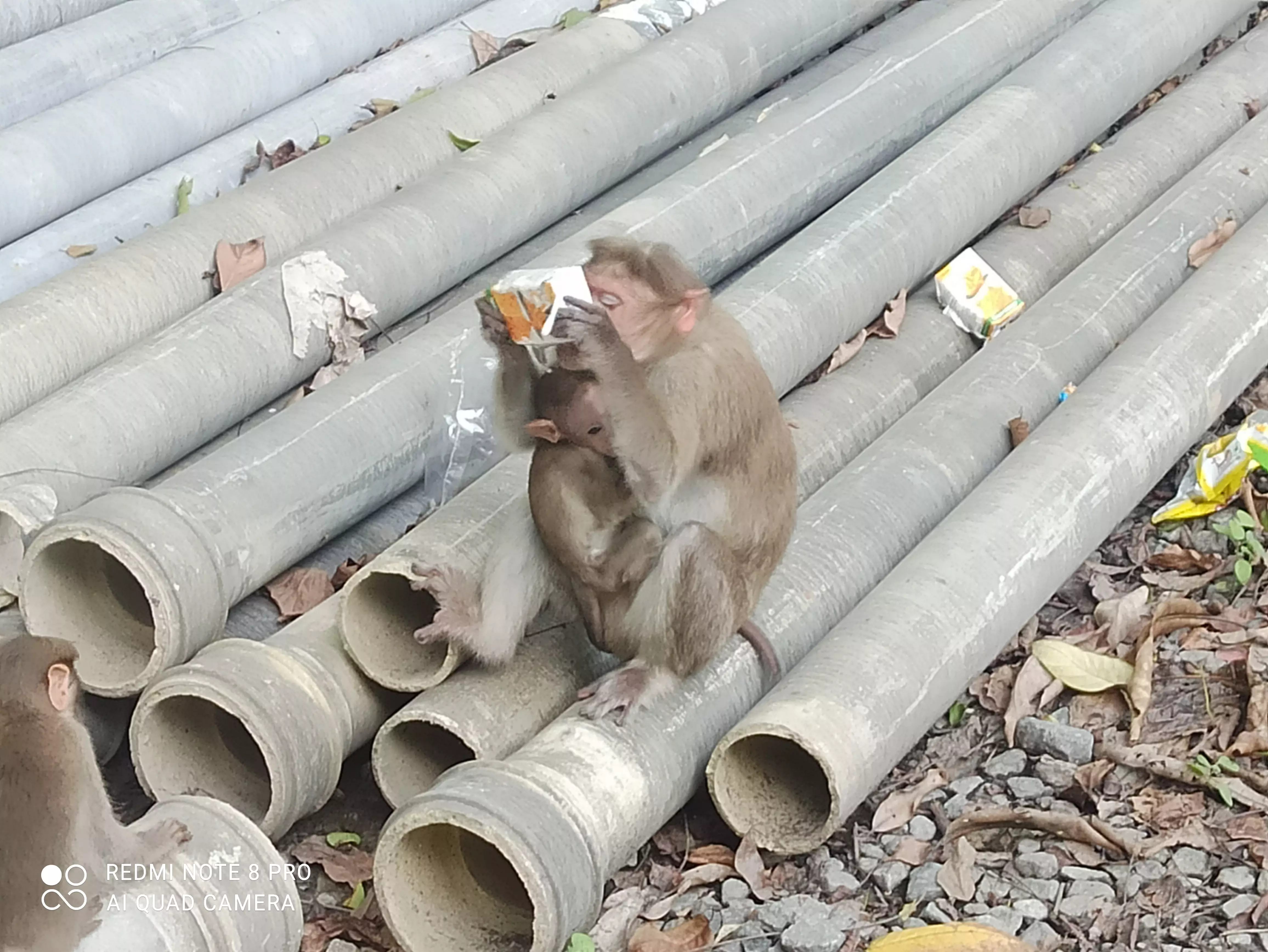 சுற்றுச்சூழல் பாதிப்பு