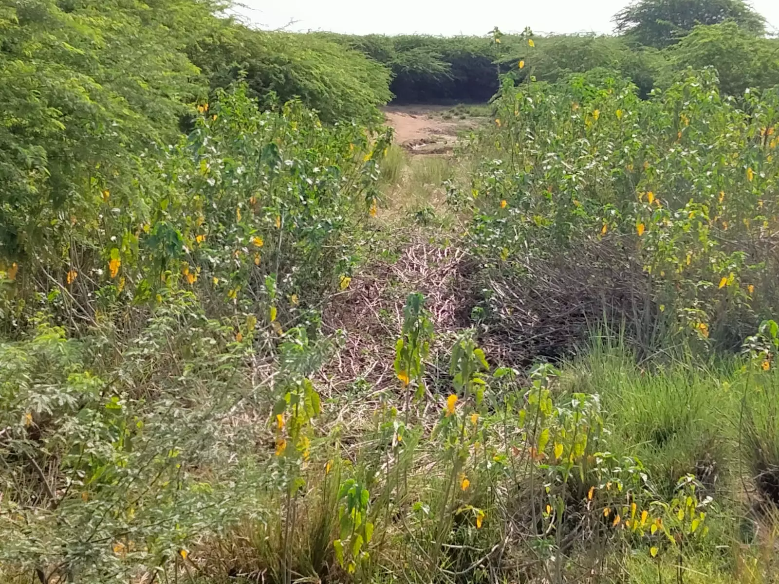 ஆமூரான் வாய்க்காலை தூர்வாருவது அவசியம்