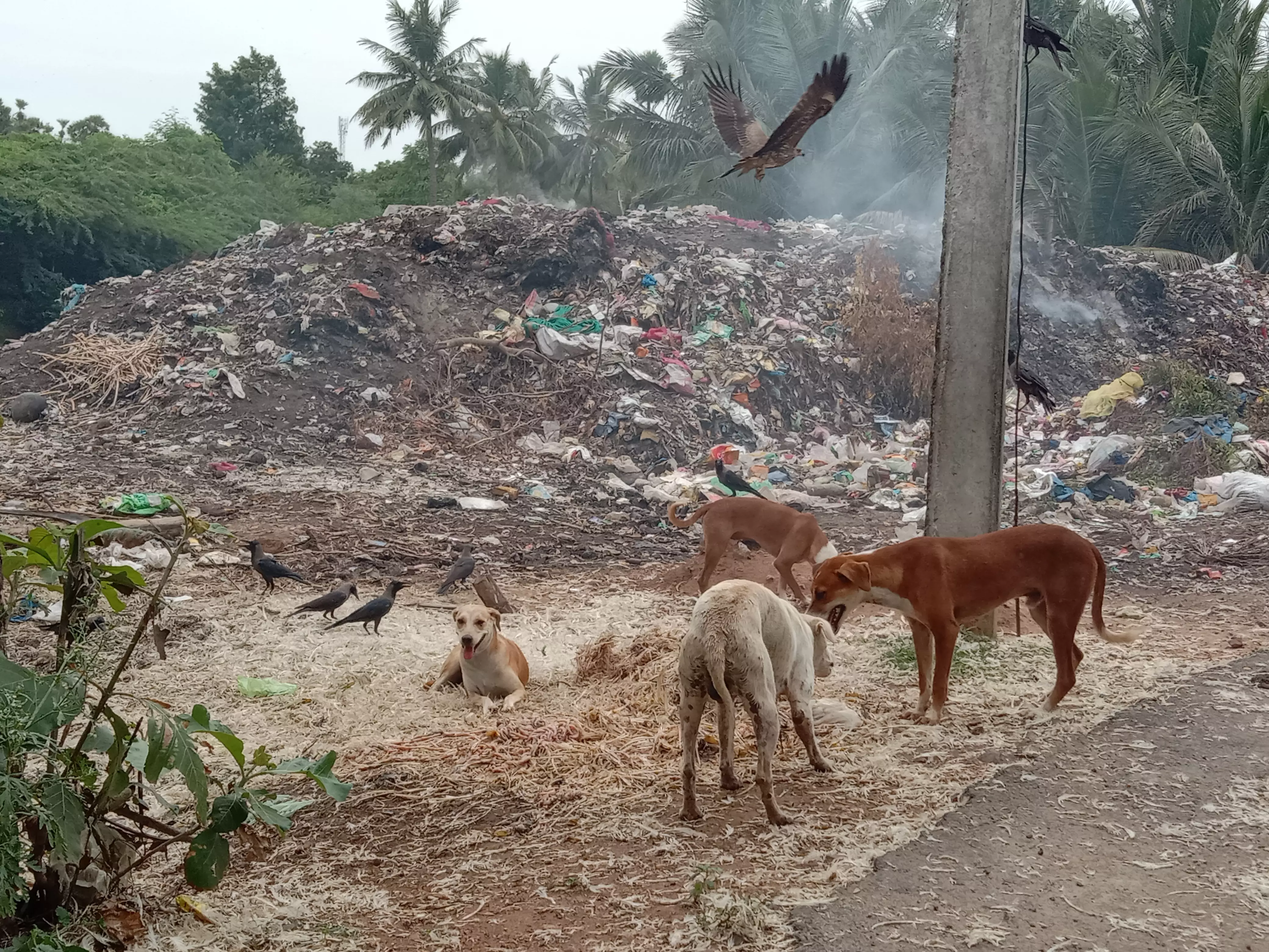 சுகாதார சீர்கேடு