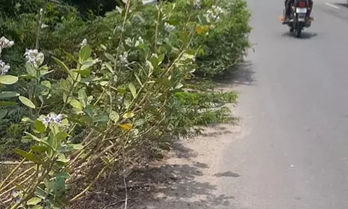 சாலையோரம் முள்புதர்களை அகற்ற வேண்டும் சாலையோரம் முள்புதர்களை அகற்ற வேண்டும்