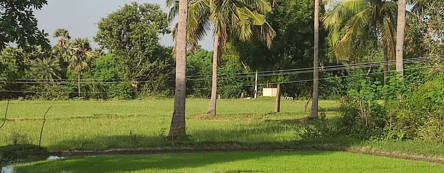 கைக்கு எட்டும் உயரத்தில் மின்கம்பிகள் கைக்கு எட்டும் உயரத்தில் மின்கம்பிகள்