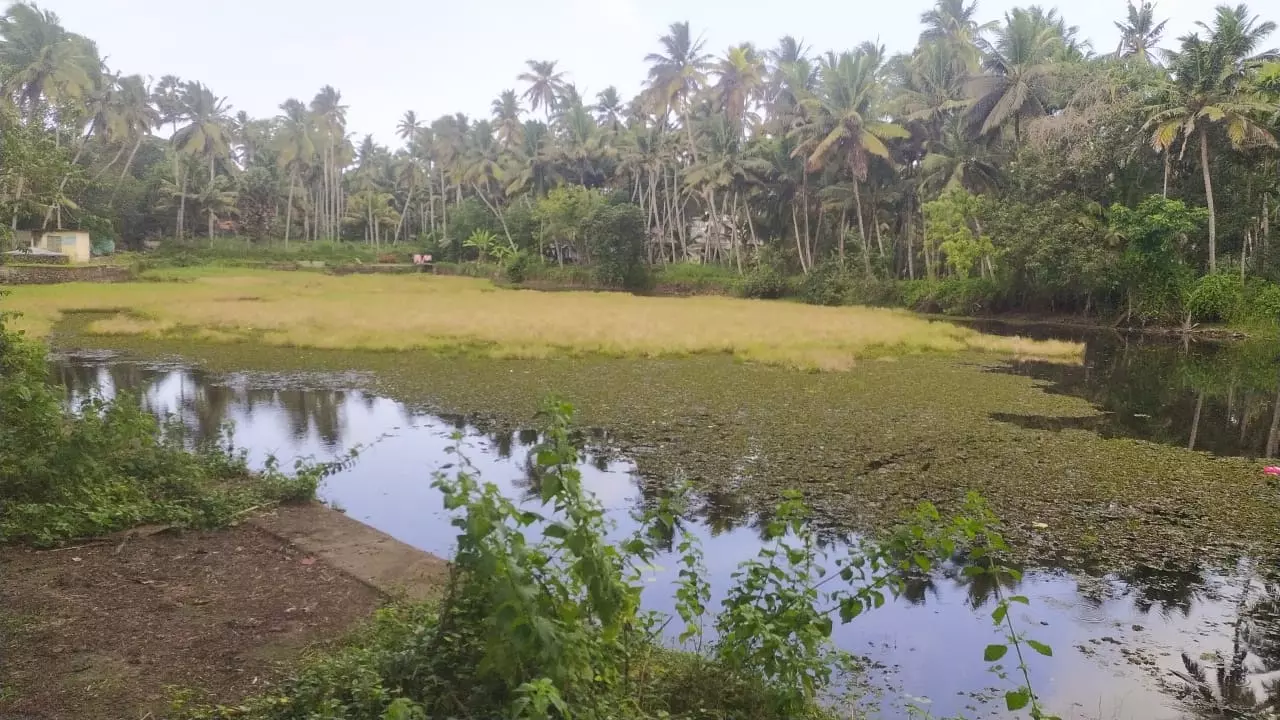 குளத்தை தூர்வார வேண்டும் குளத்தை தூர்வார வேண்டும்