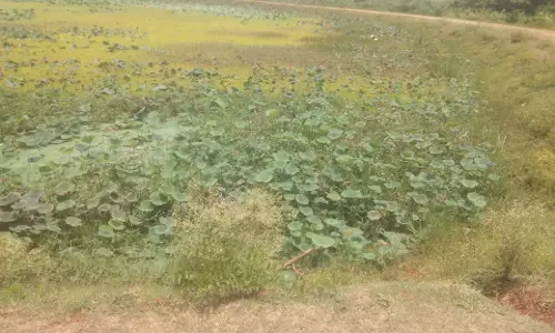 ஆபத்தான குளம் ஆபத்தான குளம்