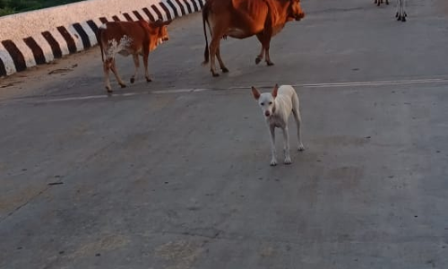 மாடுகளின் ஆக்கிரமிப்பு மாடுகளின் ஆக்கிரமிப்பு