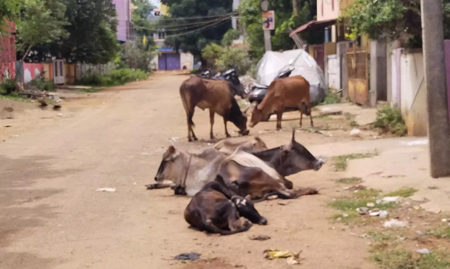 மாடுகள் தொல்லை