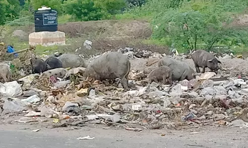 பன்றிகளால் தொல்லை