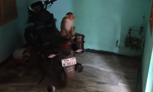 குரங்குகள் அட்டகாசம்