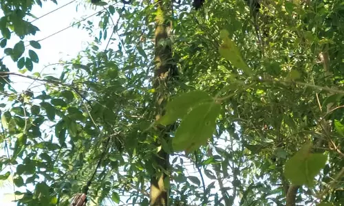 மின்கம்பத்தை சூழ்ந்த செடி, கொடிகள்