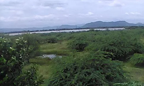 சீமை கருவேலமரங்களை அகற்ற வேண்டும்