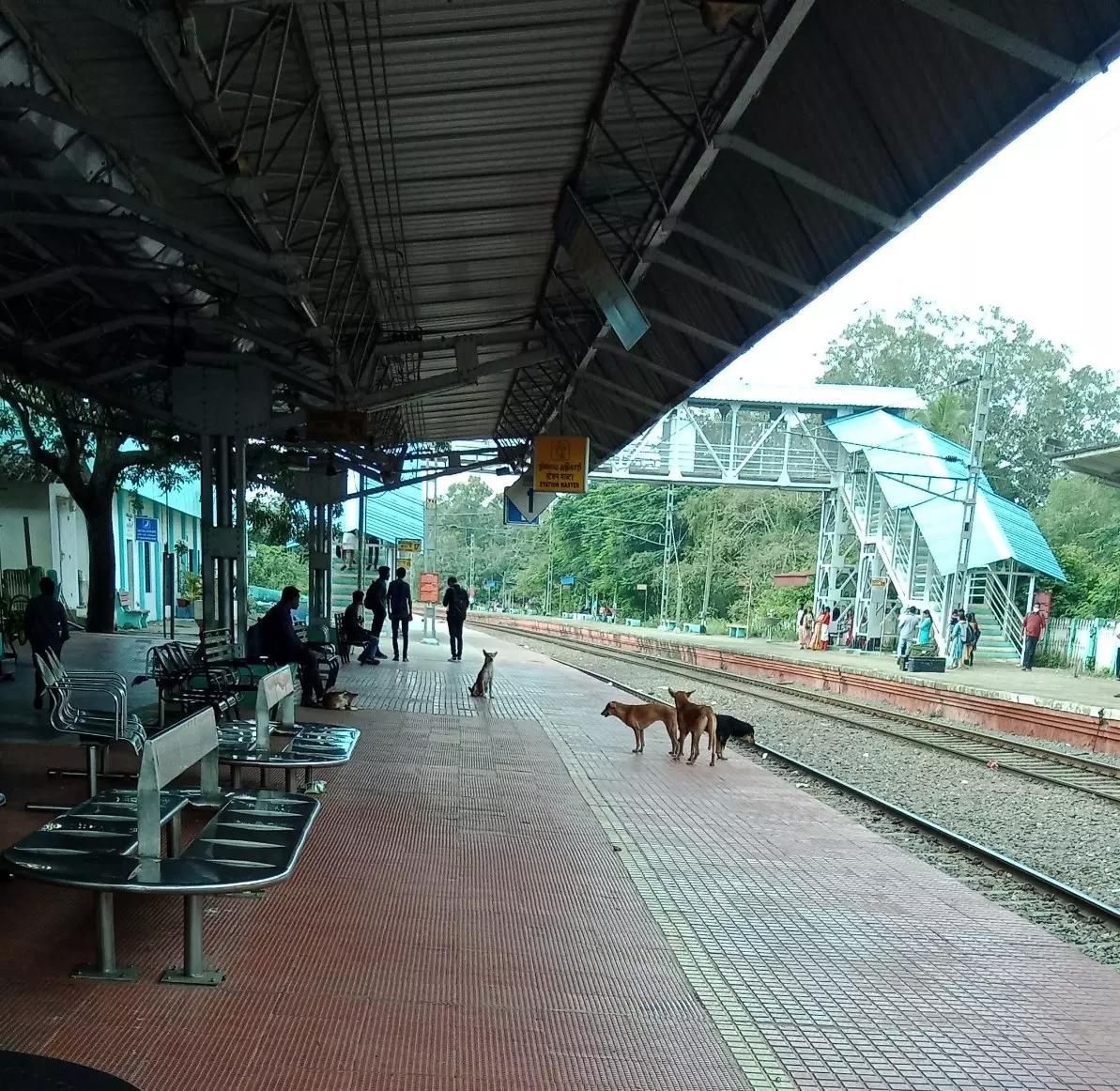 நாய்கள் தொல்லை