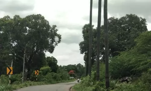 காய்ந்த பனை மரங்கள்