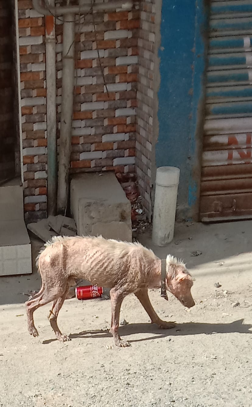 தெருநாய்களால் ஆபத்து