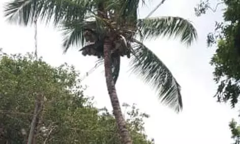 மின்கம்பிகளை உரசிய மரக்கிளைகள் அகற்றம்