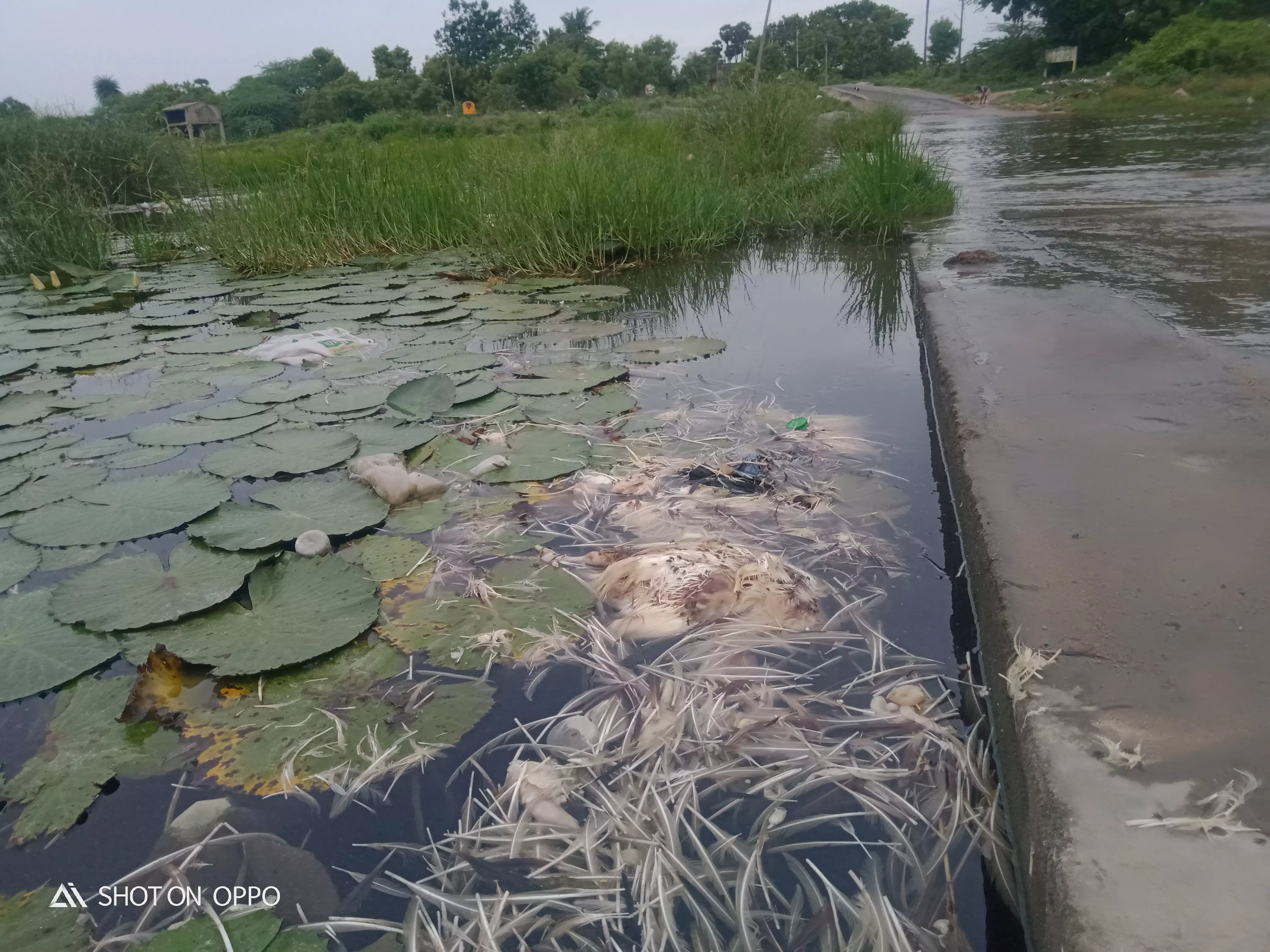 இறைச்சி கழிவுகளால் மாசடைந்து வரும் தண்ணீர்