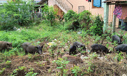 பன்றிகளால் தொல்லை பன்றிகளால் தொல்லை