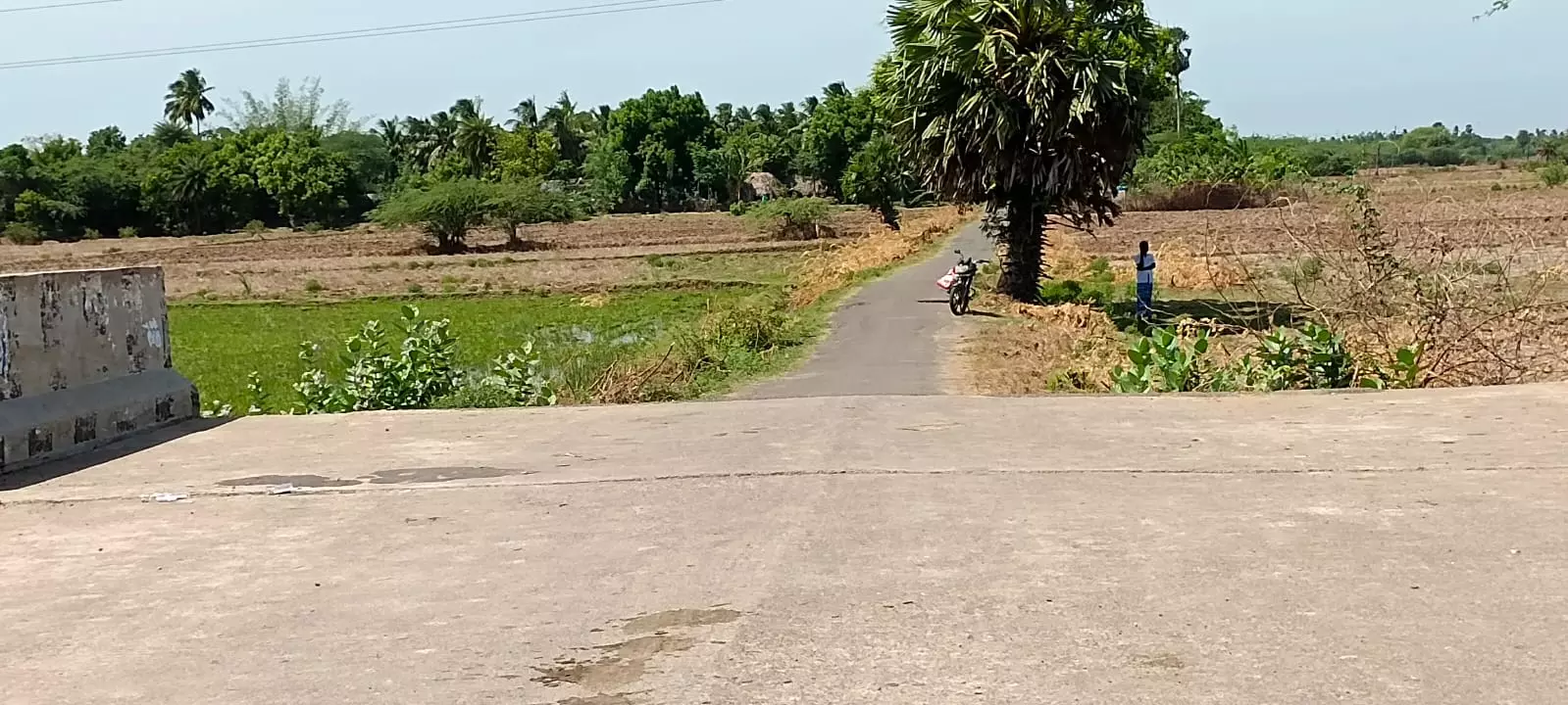 கருவேல மரங்கள் வெட்டி அகற்றம் கருவேல மரங்கள் வெட்டி அகற்றம்