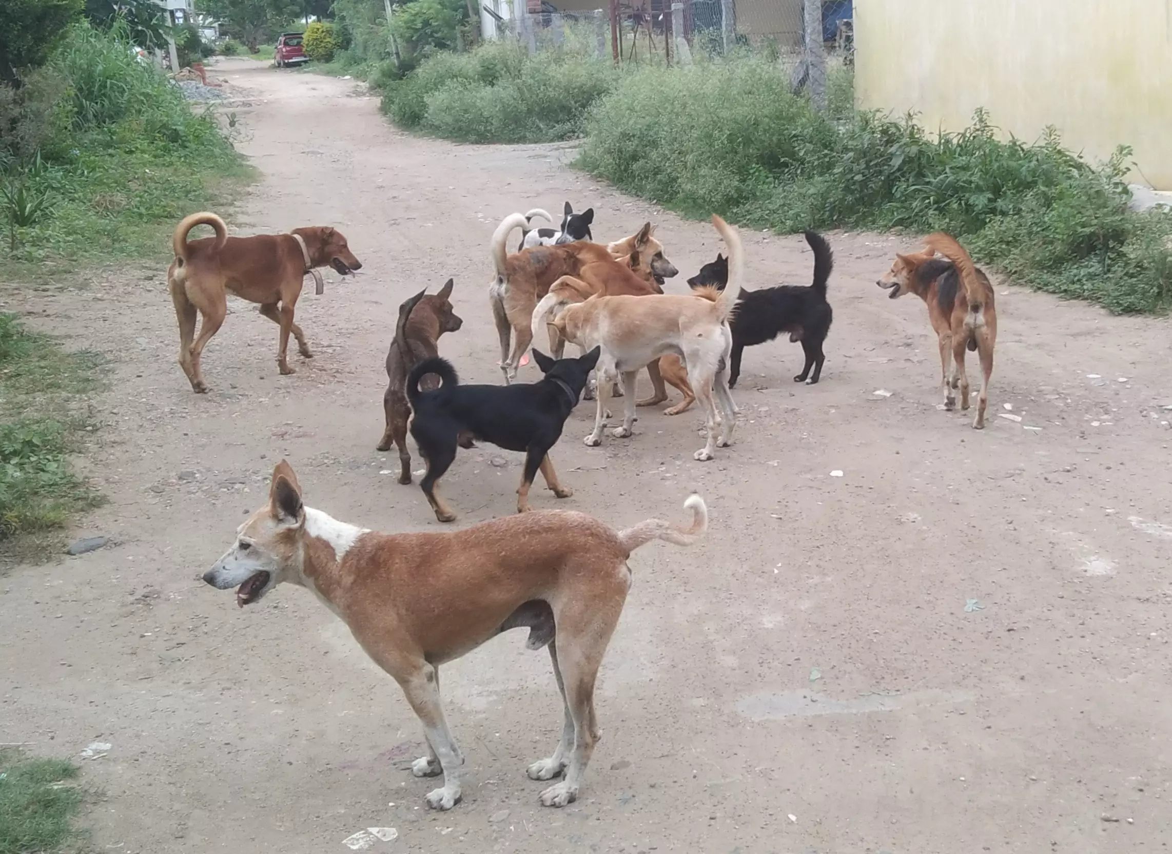 தெரு நாய்கள் தொல்லை தெரு நாய்கள் தொல்லை