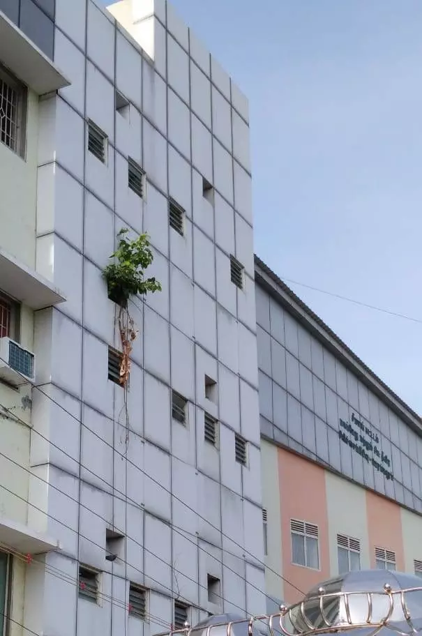 அரசு மருத்துவமனை கட்டிடத்தில் வளரும் அரசமரம் அரசு மருத்துவமனை கட்டிடத்தில் வளரும் அரசமரம்