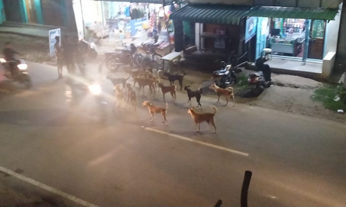 தெருநாய்கள் தொல்லை