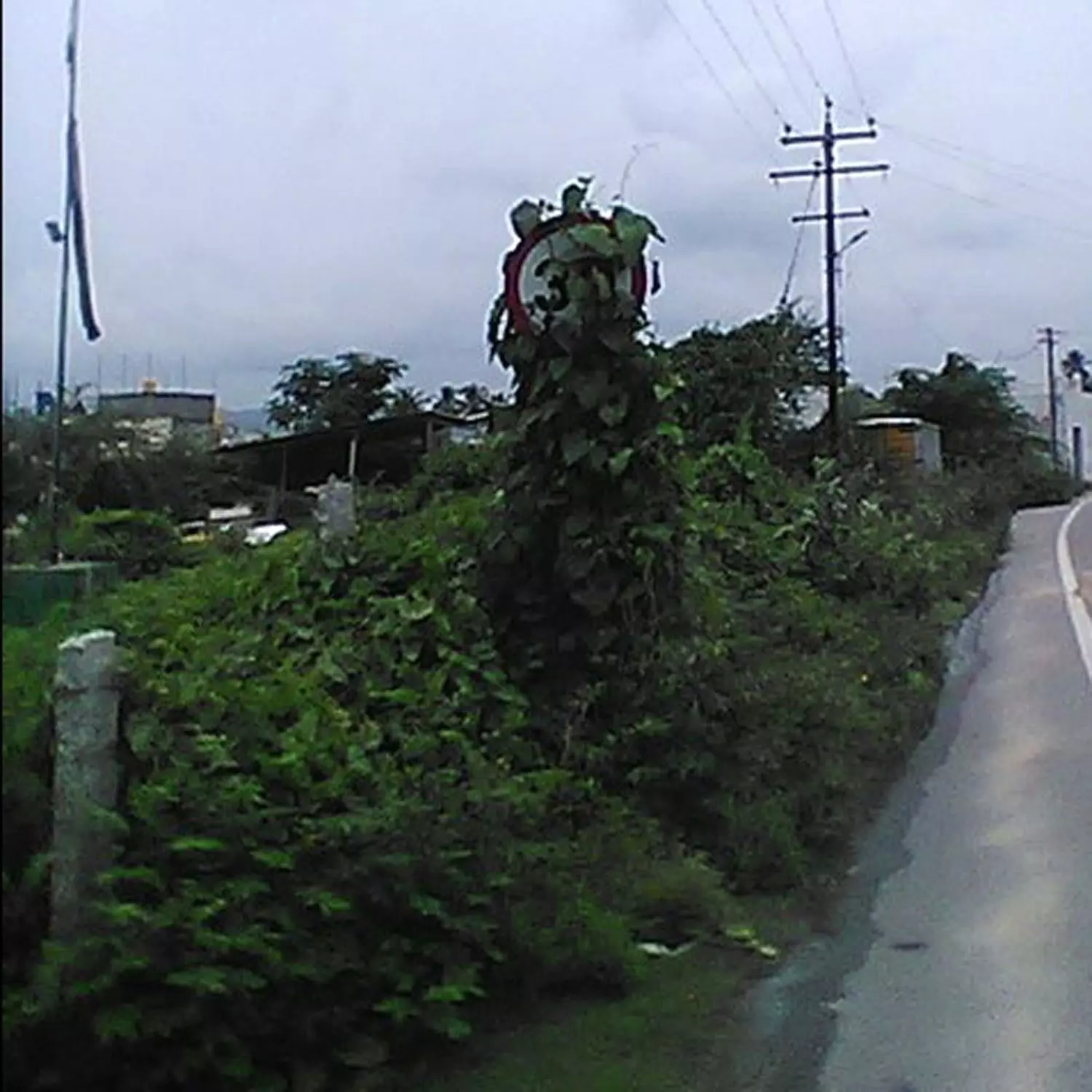 அறிவிப்பு பலகை மீது செடி, கொடிகளை அகற்றுவார்களா? அறிவிப்பு பலகை மீது செடி, கொடிகளை அகற்றுவார்களா?