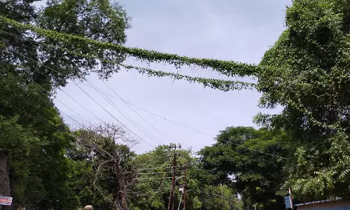 செடிகள் அகற்றப்படுமா?