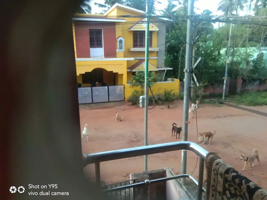 நாய்கள் தொல்லை நாய்கள் தொல்லை