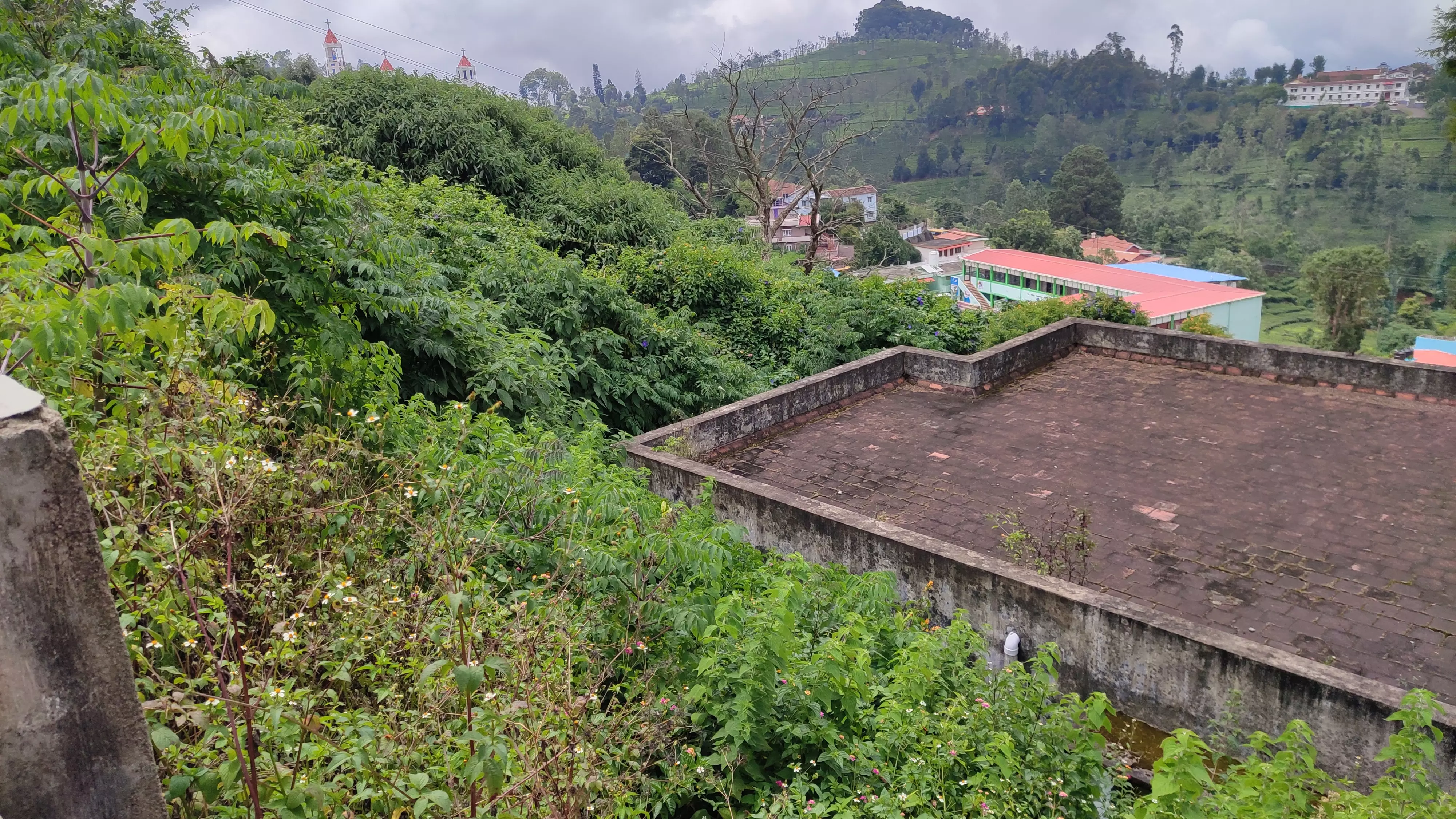 புதர் செடிகள் அகற்றப்படுமா?