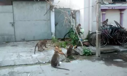 குரங்குகள் தொல்லை