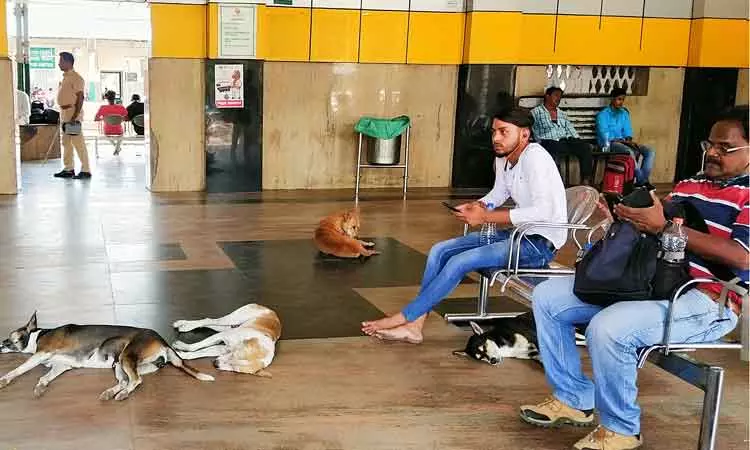 பயணிகளை அச்சுறுத்தும் நாய்கள்