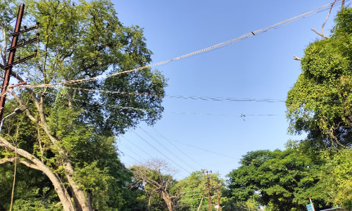 செடிகள் அகற்றப்பட்டது