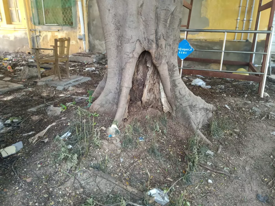 சாயும் நிலையில் மரம் சாயும் நிலையில் மரம்