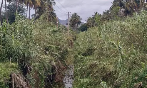 புதர் மண்டிய கால்வாய்