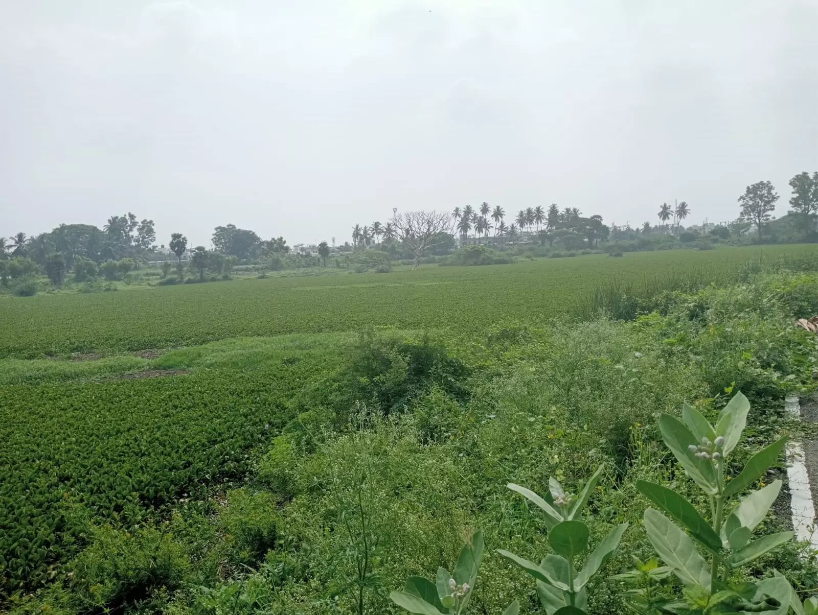 தூர்வார வேண்டிய ஏரி