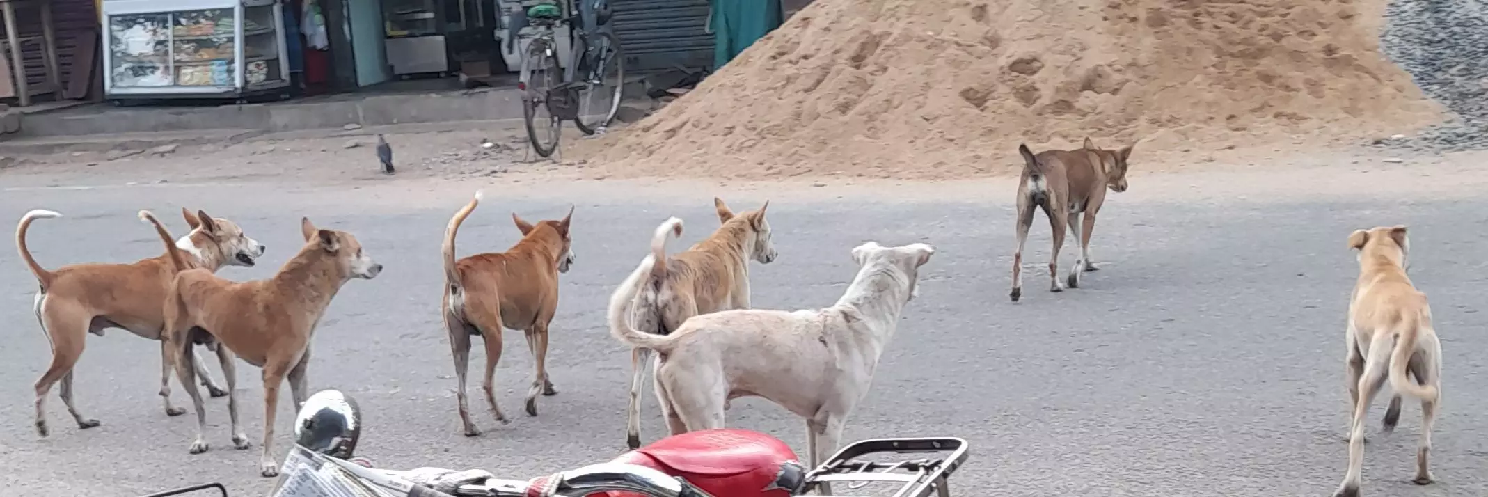 நாய்கள் தொல்லை நாய்கள் தொல்லை