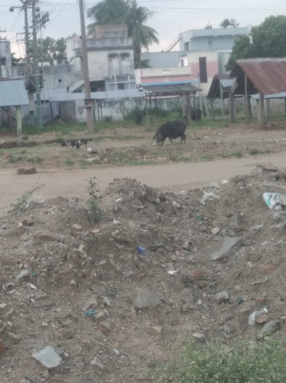 பன்றிகளால் தொல்லை