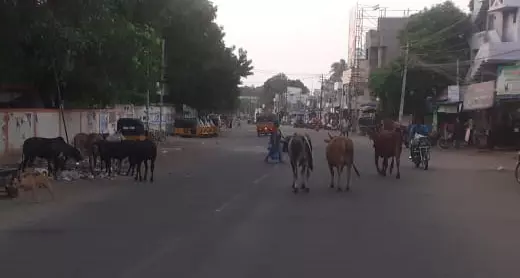 சாலைகளில் சுற்றித்திரியும் மாடுகள்