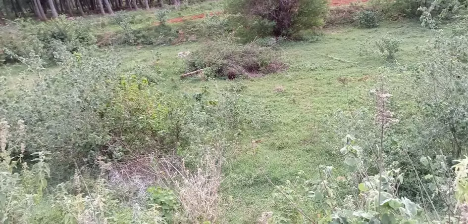 புதர் மண்டிய மயானம்