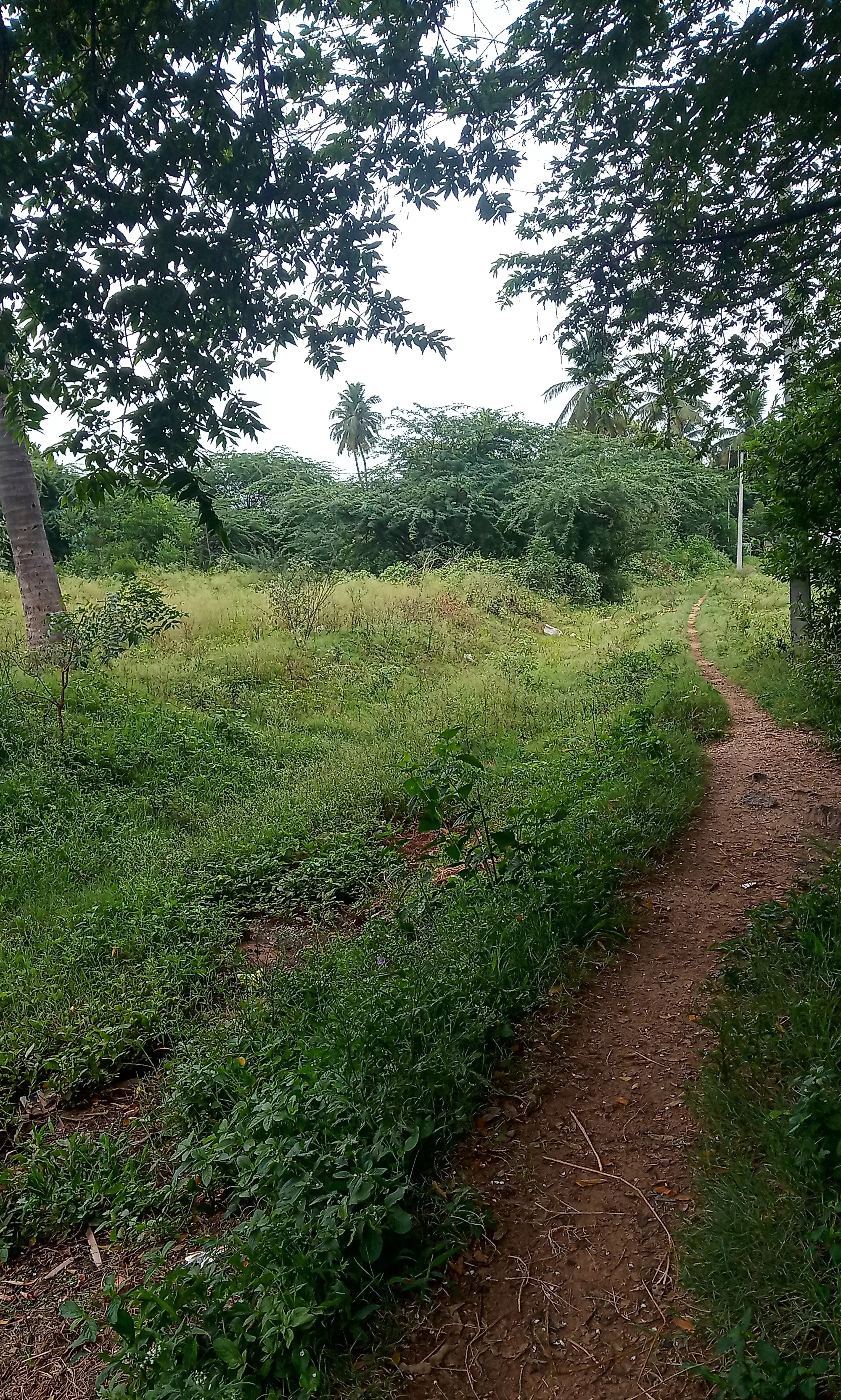 ஏரிக்கால்வாயை தூர்வார வேண்டும் ஏரிக்கால்வாயை தூர்வார வேண்டும்