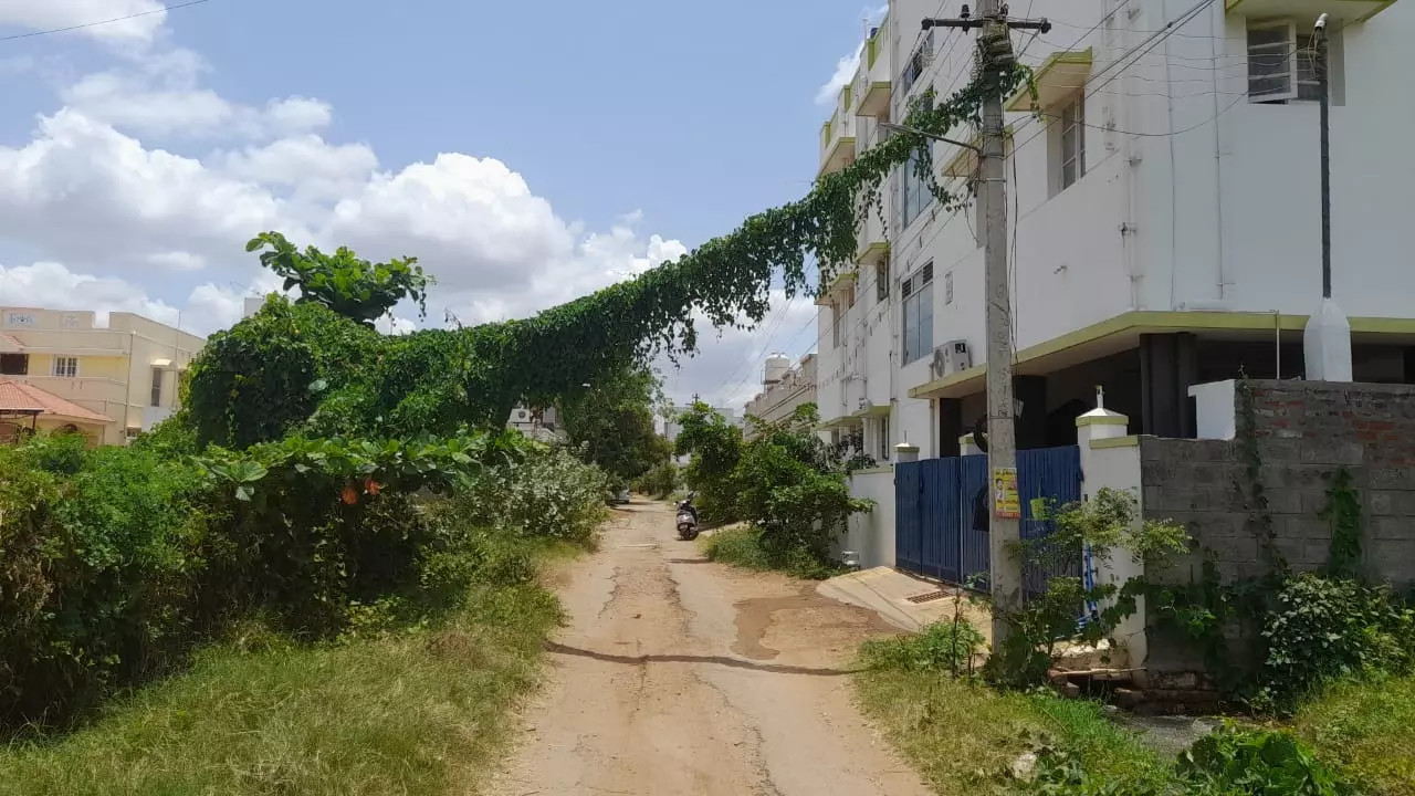 மின்கம்பத்தில் செடி,கொடிகள்