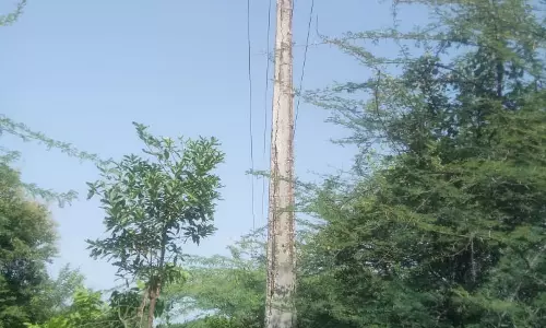 எலும்பு கூடான மின்கம்பங்கள் எலும்பு கூடான மின்கம்பங்கள்