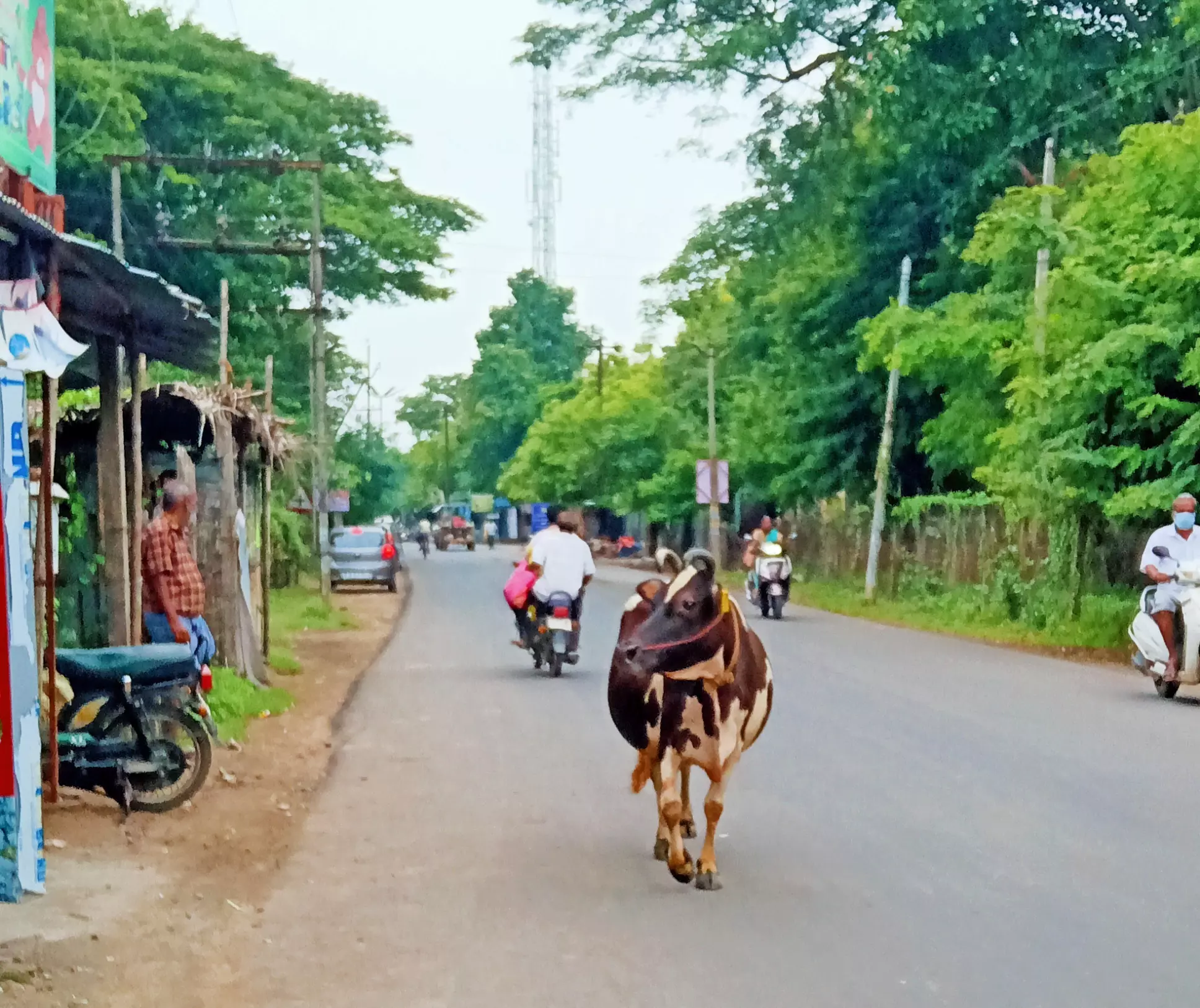 சாலையில் மாடுகளால் விபத்து