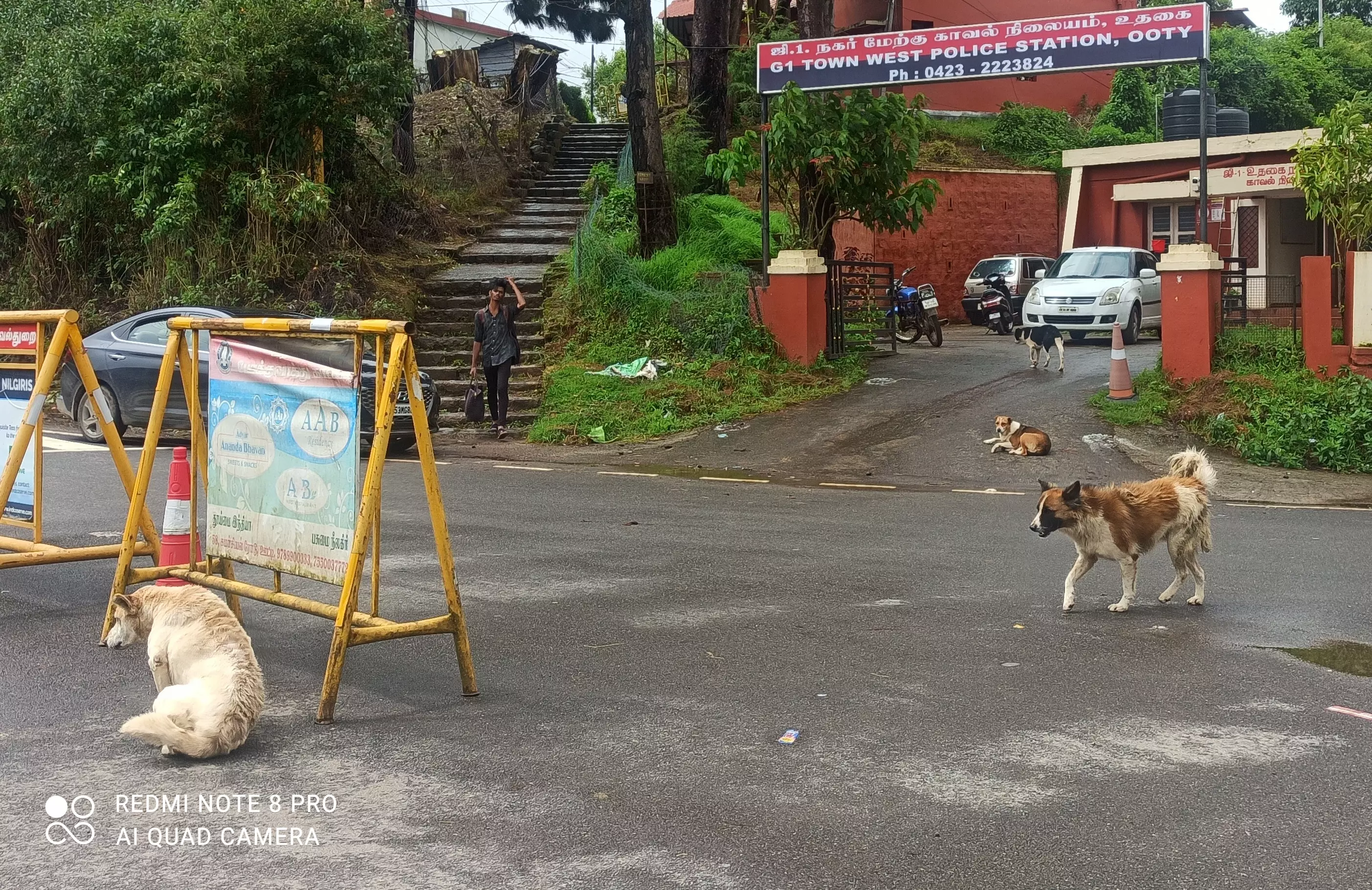 தெருநாய்கள் தொல்லை தெருநாய்கள் தொல்லை