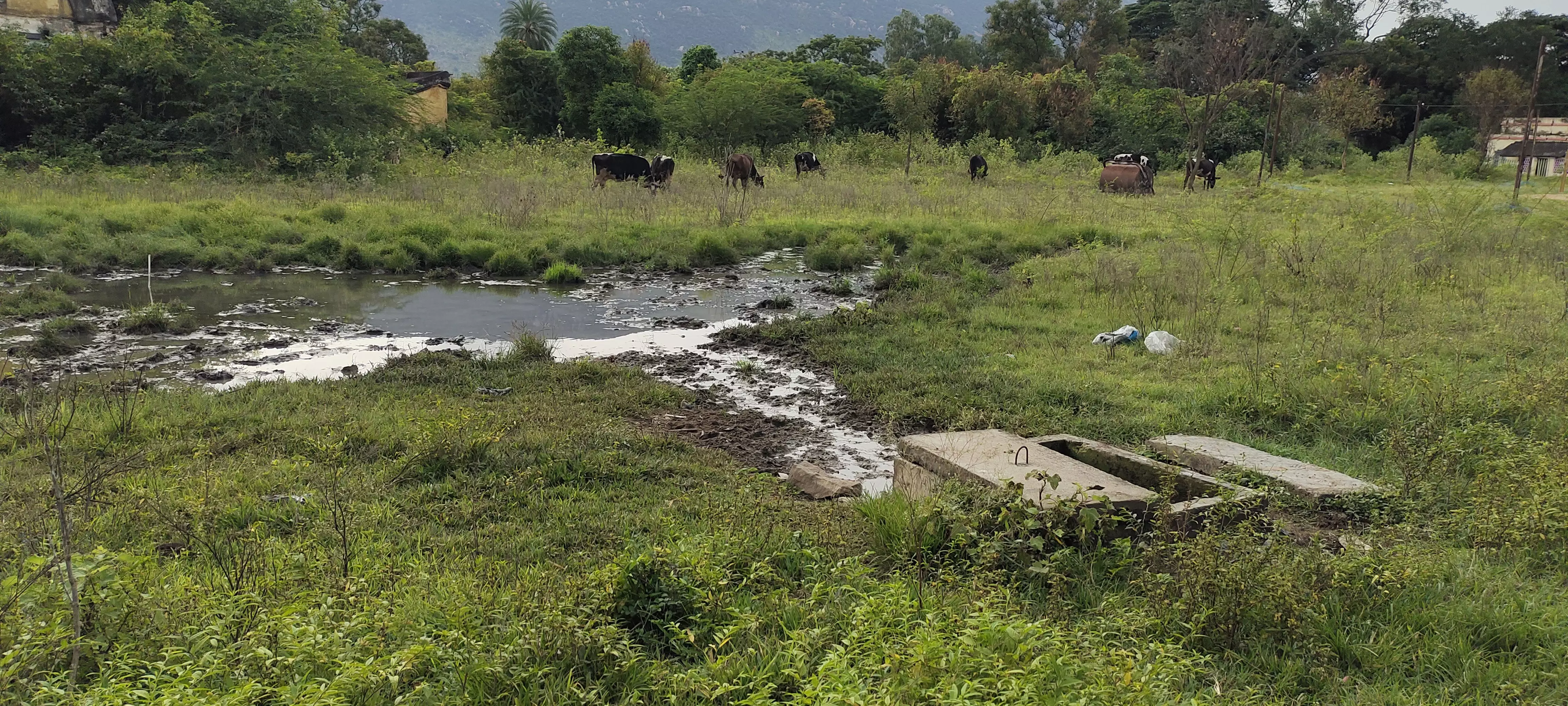 சாலையோரம் வெளியேற்றப்படும் கழிவுநீர் சாலையோரம் வெளியேற்றப்படும் கழிவுநீர்