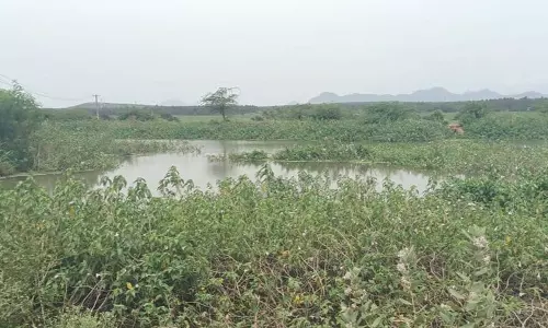 கண்மாய் தூர்வாரப்படுமா? கண்மாய் தூர்வாரப்படுமா?