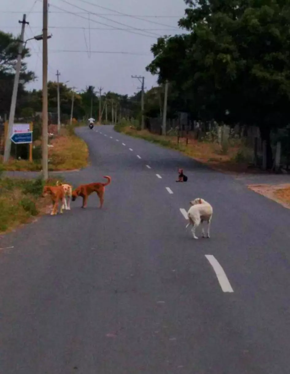 நாய்கள்  தொல்லை  அதிகரிப்பு