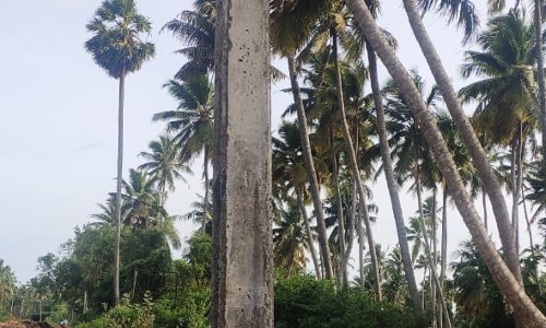 சேதமடைந்த மின்கம்பம் சேதமடைந்த மின்கம்பம்