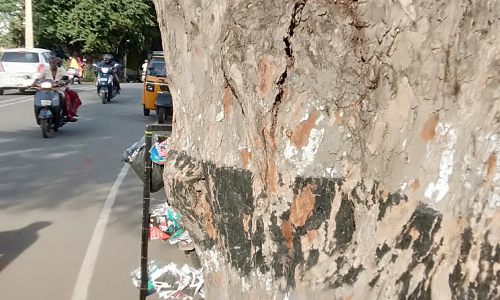 ஆபத்தான புளியமரம்? ஆபத்தான புளியமரம்?